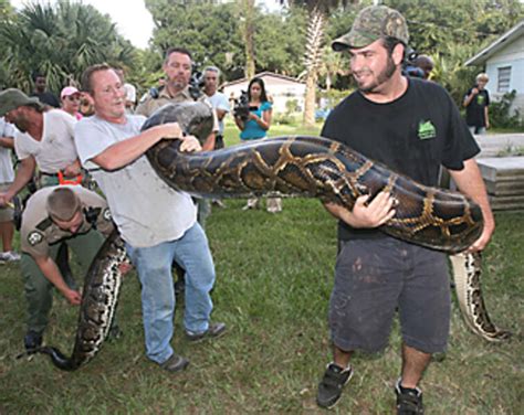 Hybrid Man Eating Pythons Florida Is On Alert