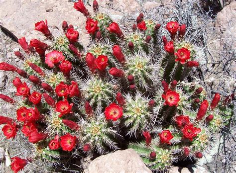I have some strawberry hedgehogs planted in my front yard that are 9 years old and they have very similar flowers but smaller and bright pink and they have bloomed every year we've had them. Echinocereus Coccineus Seeds Hedgehog Cactus 15 seeds