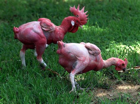 Real Genetically Modified Chicken
