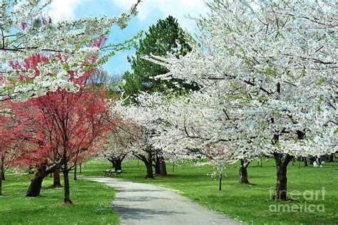 Cherry Blossom Landscape By Regina Geoghan