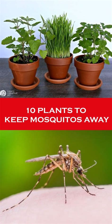 10 Plants To Keep Mosquitos Away Keeping Mosquitos Away Mosquito Plants