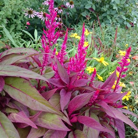 Celosia Argentea Var Cristata Plumosa Group Dragons Breath