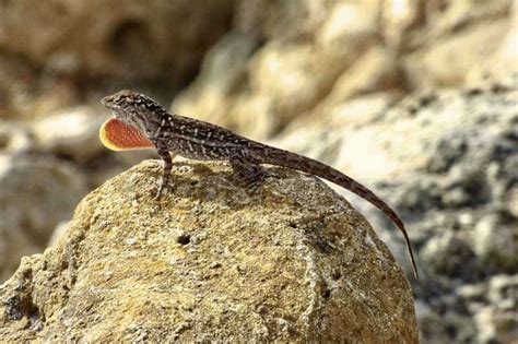 6 Of The Most Common Lizards In Florida Pictures Wildlife Informer