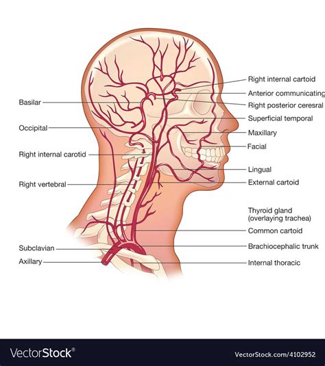 Carotis communis doubles left longer than the right located on the neck behind the sternocleidomastoid. Wiring Diagram Database: Arteries Of The Head And Neck Diagram