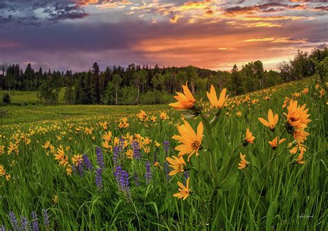 Mountain Meadow Spring Sunrise Photograph By Leland D Howard Pixels