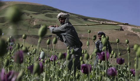 Dramatic Increase In Afghanistan Opium Production Un Khaama Press