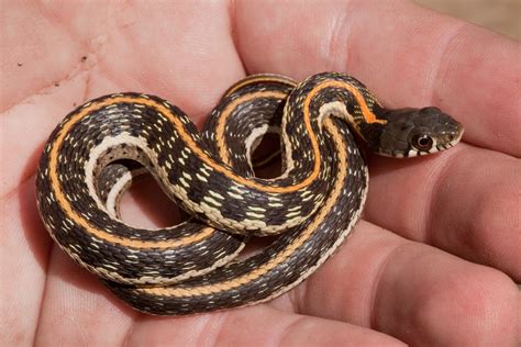 Western Blackneck Garter Snake Snakes Of The Texas And Oklahoma