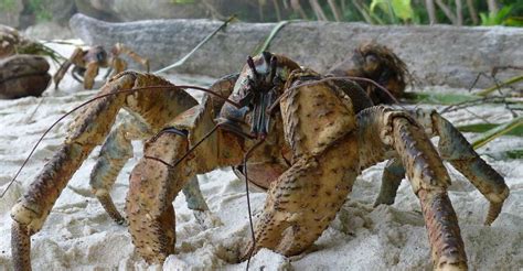 Comment Tuer Le Crabe Geant Dans The Island - Vrais ou faux crabes ? Crabe des cocotiers, pagures... | Dossier