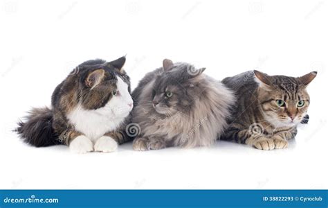 Tres Gatos Imagen De Archivo Imagen De Fondo Mascota 38822293