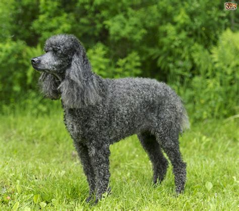 Standard Poodle Dog Breed Information Buying Advice Photos And Facts