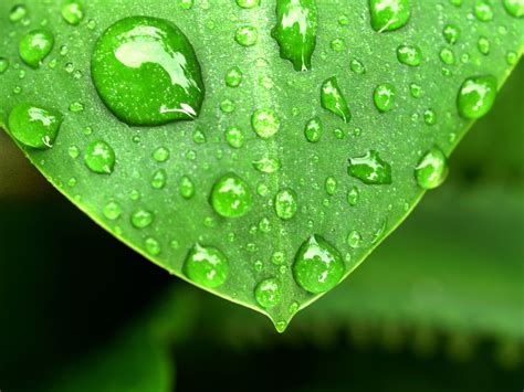 Water Drop On Leaf Free Stock Photo Public Domain Pictures