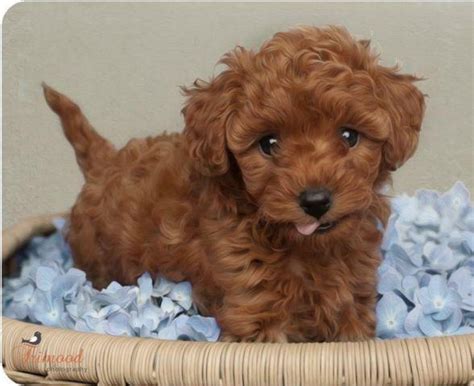 Adorable Female Red Toy Poodle Puppies Parents Pure Breedakc For