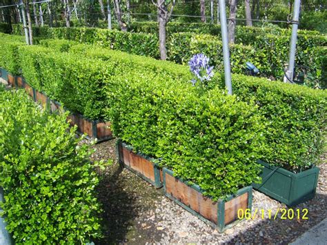 Check spelling or type a new query. Jackson Shrub Short Ligustrum Hedges. Trimmed and not ...