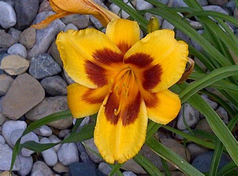 5 2014 Daylilies Yellow Orange With Red Eye Daylilies Red Eyes Plants