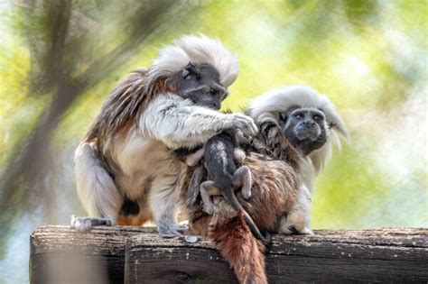 A Pair Of Rare Cotton Top Tamarin Monkeys Were Just Born At Walt Disney