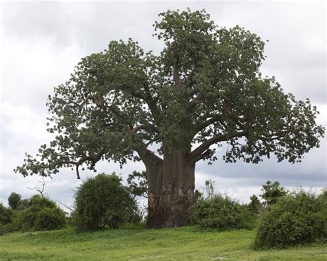 Hauteur d'un arbre : réglementation - Ooreka