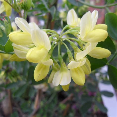 Add Yellow Winter Flowers To Your Garden With Coronilla Valentina Subsp