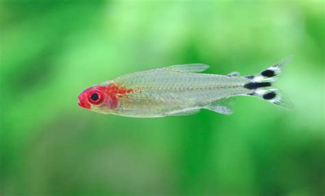 Rummy Nose Tetra Care Guide For The Uniquely Colored Fish