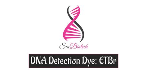 Dna Detection Dyes Etbr Youtube