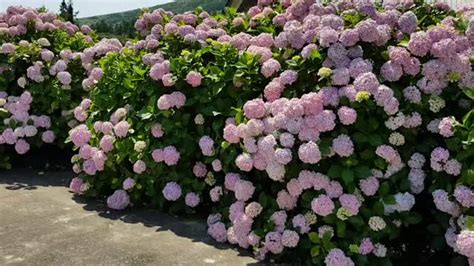 Jeju Today Hydrangeas Galore At St Isidore Farm Jeju Tourism