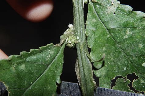 Elatostema Acuminatissimum Urticaceae Image At Phytoimages Siu Edu