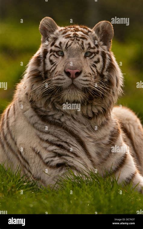 Scary Looking White Tiger Panthera Tigris Tigris Sitting On Grass