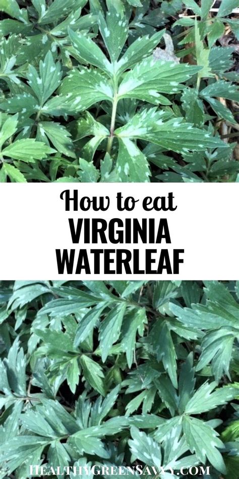 Virginia Waterleaf An Early Edible Wild Plant Edible Wild Plants