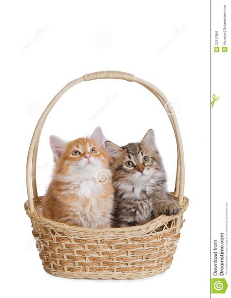 Two Fluffy Little Kitten Stock Image Image Of Isolated 27517891