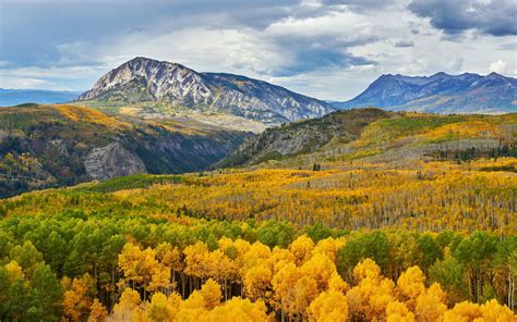 Aspens Trees Forest In Kebler Pass Colorado United States Of America 4k