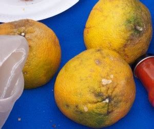It was discovered in jamaica and became one of the country's exports starting in 1914. Weirdest fruits you might (not) want to taste - The Travel ...