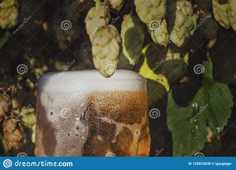 Conceptual Image Of The Freshest Beer A Glass With A Drink Stan Stock