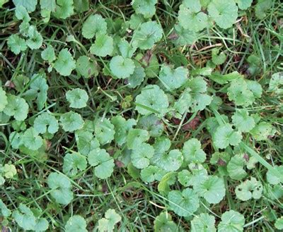 Creeping charlie broadleaf weeds pictures. The Right Products for Tackling Tough Broadleaf Weeds - Turf