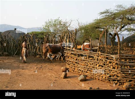 Nguni Cattle In A Kraal Shakaland Zulu Village Nkwalini Valley Stock