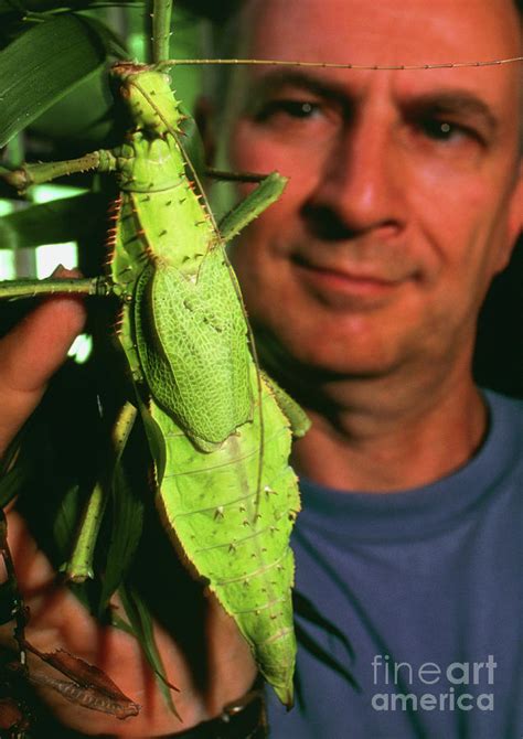 Man Holding Stick Insect Heteropteryx Dilatata Photograph By Pascal Goetgheluck Science Photo