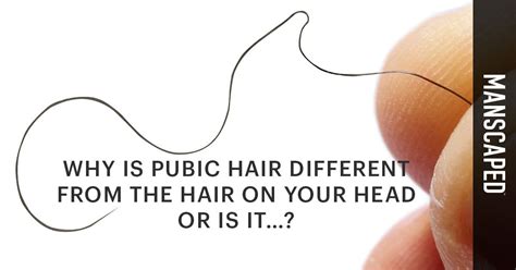 why is pubic hair different from the hair on your head or is it… manscaped™ blog