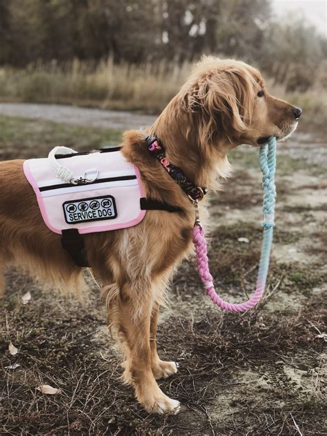 We did not find results for: He's a boy, wearing pink, deal with it. It's adorable! | Service dogs gear, Service dog vests ...