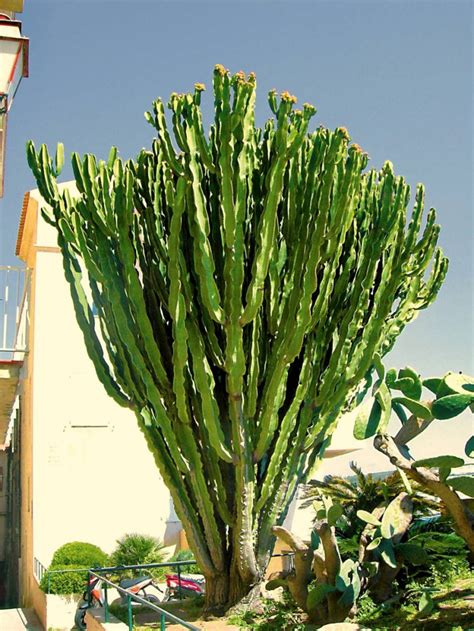 Kaktusy I Sukulenty Bogactwo Gatunków Część Pierwsza E Ogrody