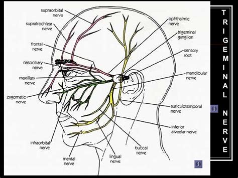 Trigeminal Nerve Mandibular Division Introduction