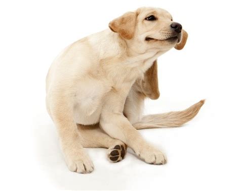 Natural Treatments For Allergies Scratching And Itching In Dogs Dog
