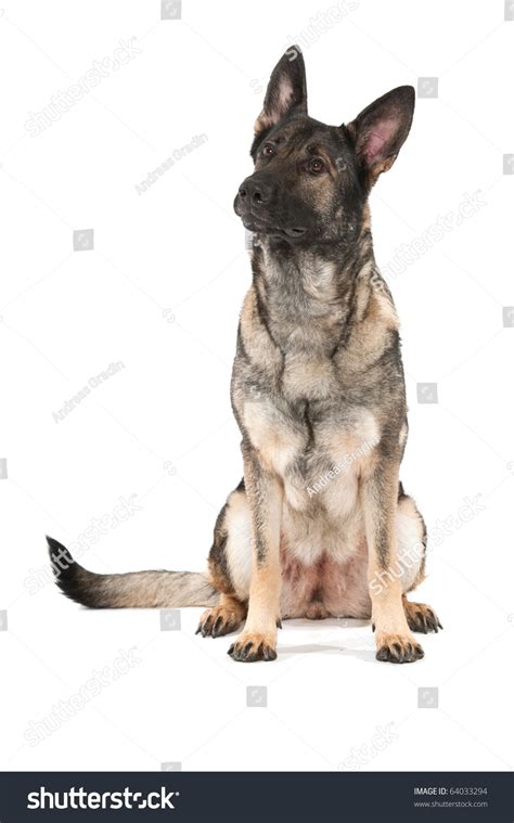 Young German Shephard Dog Gray Variety Stock Photo 64033294 Shutterstock