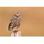 Little Owl Portrait  Peak District Wildlife Photography
