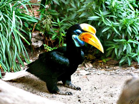 African Toucan Photograph By Debra Vatalaro