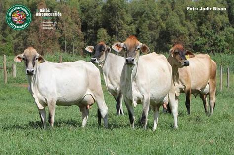 Guzerat X Jersey Gyr Dairy Cattle Cattle Ranching Oxen Dairy Cows