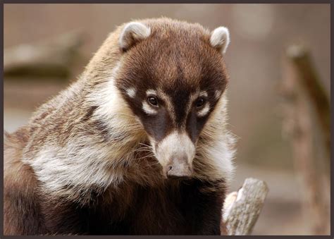 White Nosed Coati Mammals Of Texas · Naturalista Mexico