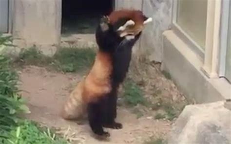Watch Adorable Red Panda Tries To Intimidate A Rock