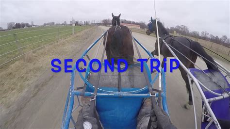 Two Year Old Standardbreds Learn How To Be Racehorses Youtube