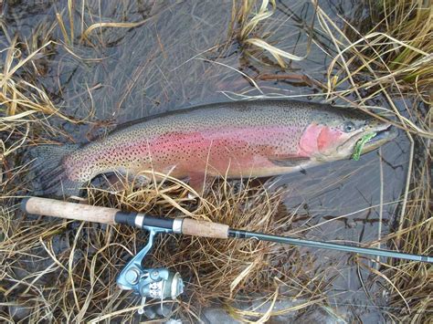 We've discussed the salmon fishing techniques and the best lures. Three Little Lures that Catch Big Trout