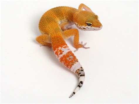 Tangerine Het Albino Leopard Gecko 062614a Female Gecko Daddy