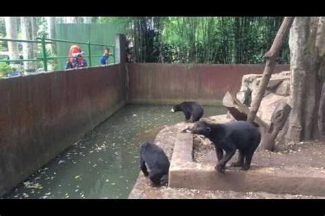 Video Of Skeletal Sun Bears In Indonesia Zoo Sparks Outrage The