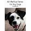Top 100 Funny Boy Dog Names  Http//wwwdogvillscom